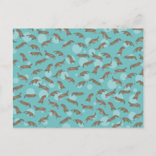 Platypuses Swimming Postcard