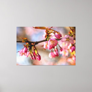 Play Of Light And Shadow On Sakura Flower Petals Canvas Print