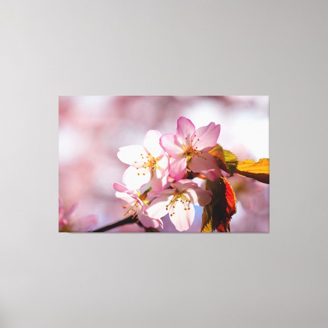 Play Of Sunlight And Shadow On Sakura Petals Canvas Print (Front)