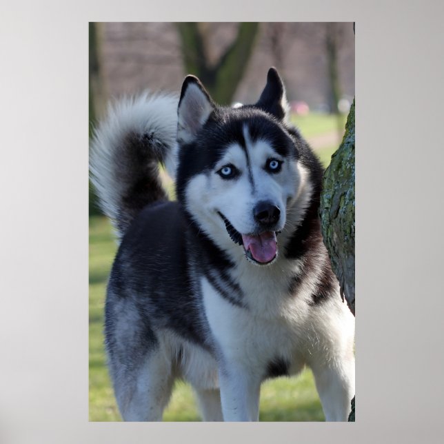 Playful Alaska Husky Sled Dog Beautiful Art Print (Front)