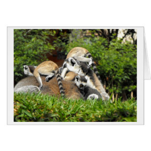 Playful baby Ring tailed Lemurs