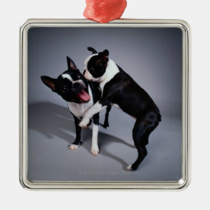 Playful Boston Terriers Metal Ornament