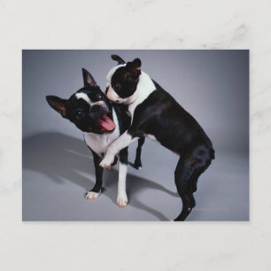 Playful Boston Terriers Postcard