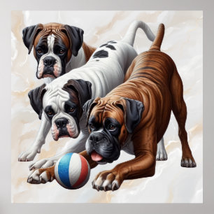 Playful Boxer Dogs Poster
