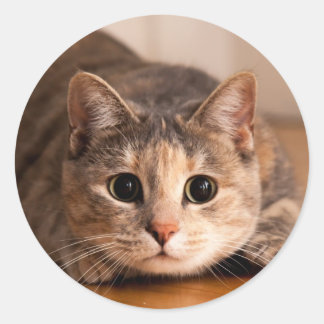 Playful Cat Sheet of Stickers