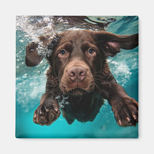 Playful Chocolate Labrador Swimming Underwater Magnet (Front)