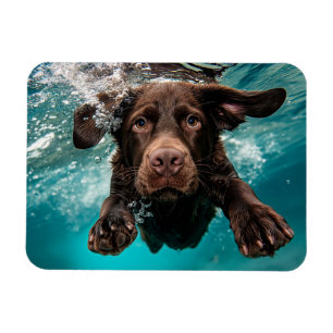 Playful Chocolate Labrador Swimming Underwater Magnet