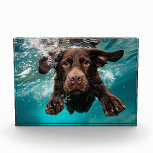 Playful Chocolate Labrador Swimming Underwater Photo Block
