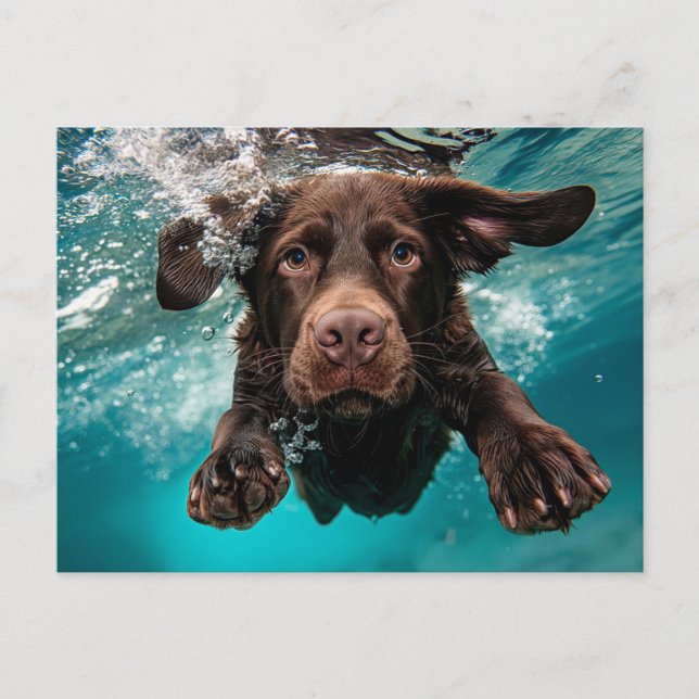 Playful Chocolate Labrador Swimming Underwater Postcard (Front)