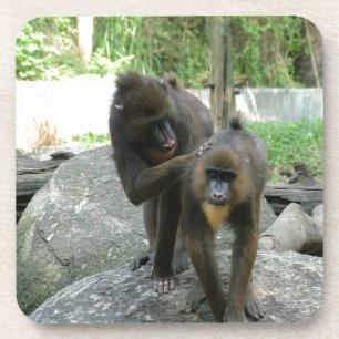 Playful, cute, smart and friendly baboons coaster