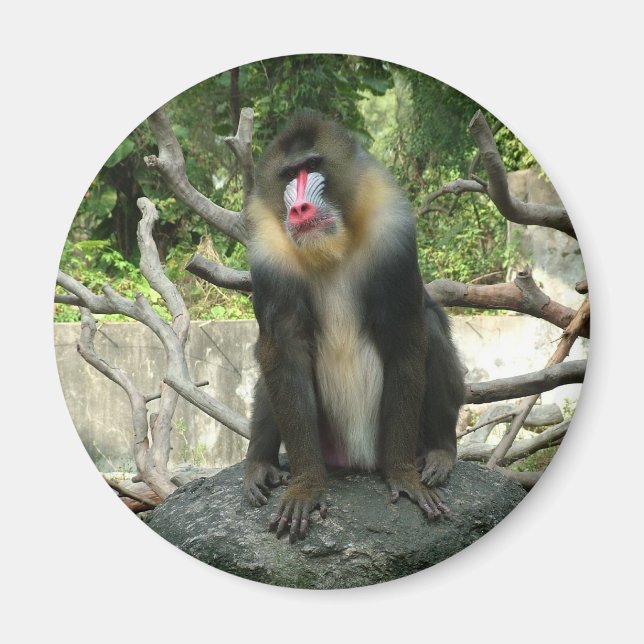 Playful, cute, smart and friendly baboons magnet (Front)