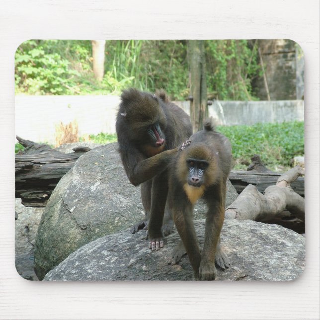 Playful, cute, smart and friendly baboons mouse pad (Front)
