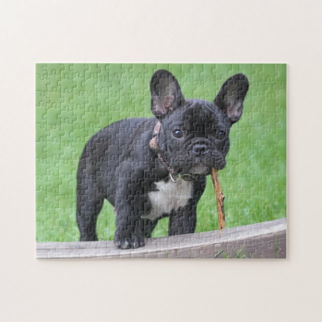 Playful French Bulldog Puppy Jigsaw Puzzle (Horizontal)
