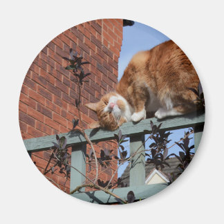 Playful Ginger Cat Magnet