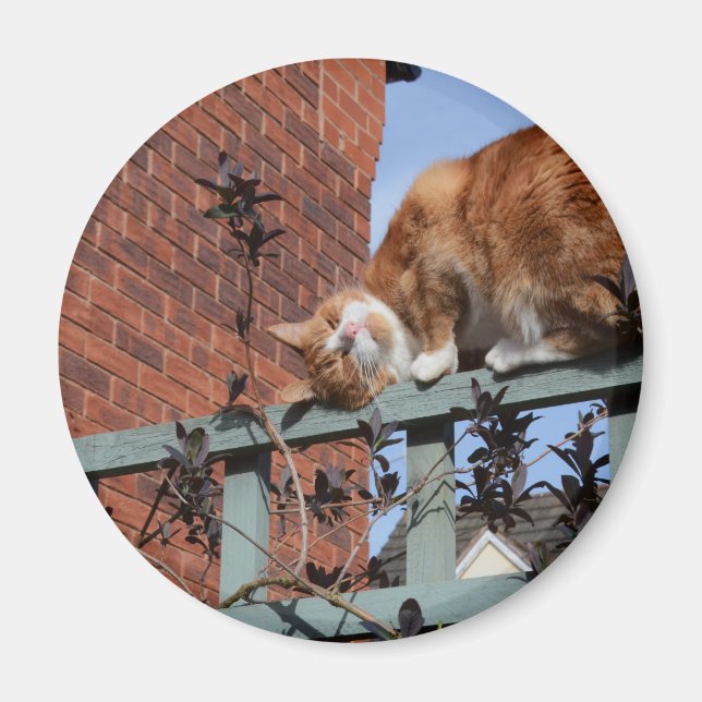 Playful Ginger Cat Magnet (Front)