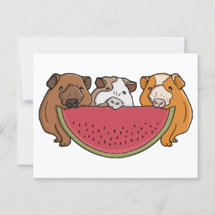 Playful Guinea Pigs and Watermelon Illustration Postcard