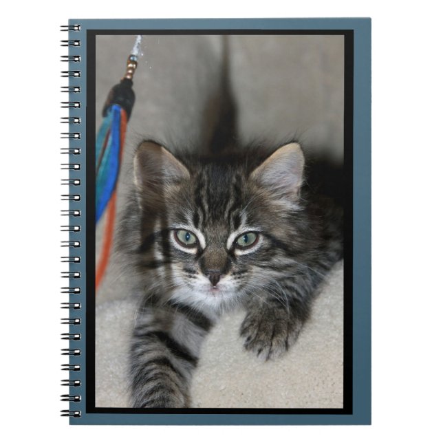 Playful Kitten Kimber Notebook (Front)