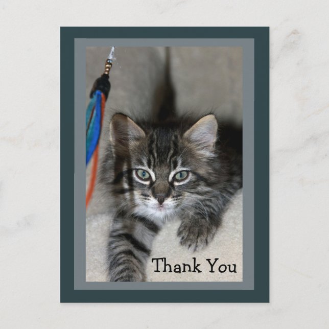 Playful Kitten Kimber Thank You Postcard (Front)