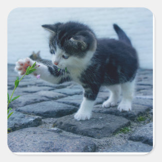 Playful kitten square sticker