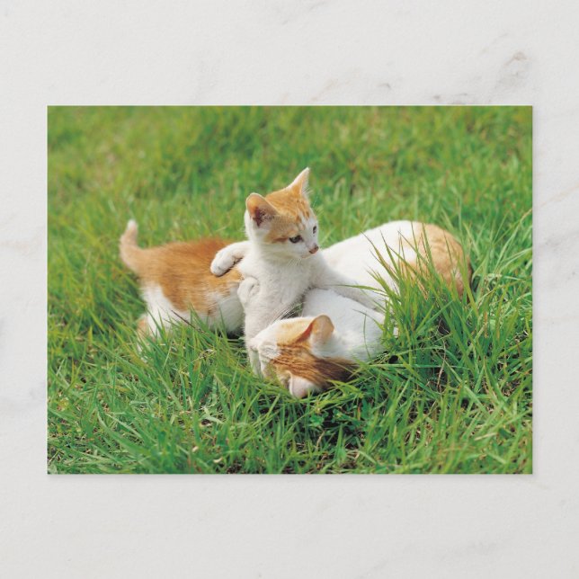 Playful kitties postcard (Front)