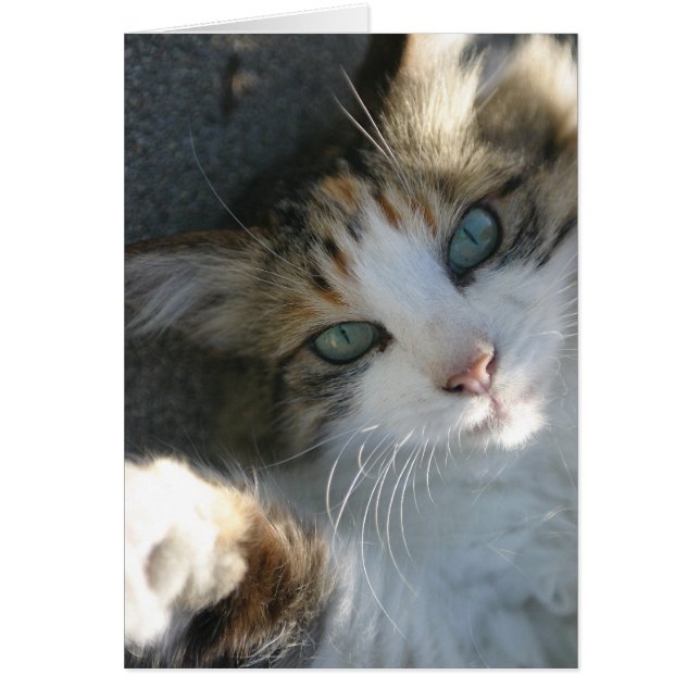 Playful Kitty (Front)