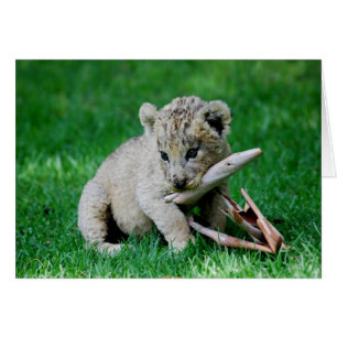 Playful lion