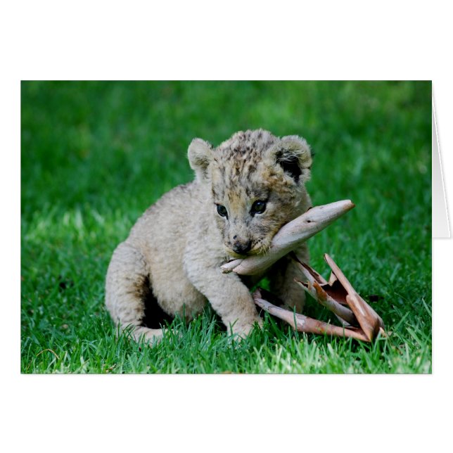 Playful lion (Front Horizontal)