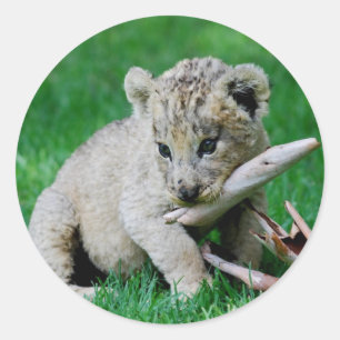 Playful lion classic round sticker