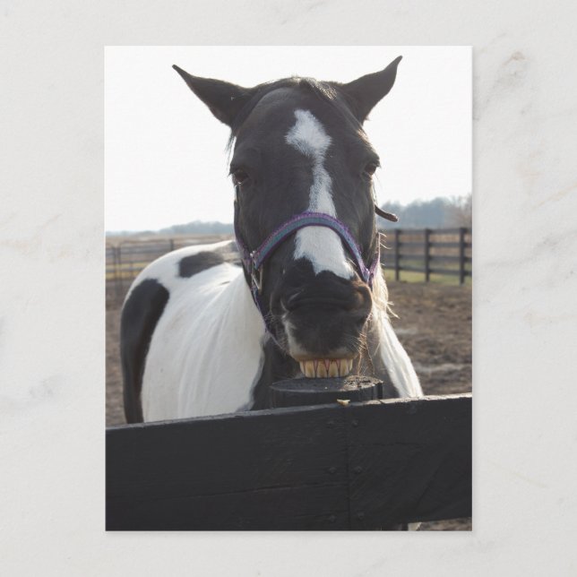 Playful Pinto Paint Horse Postcard (Front)