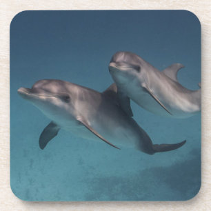 Playful Pose Coaster