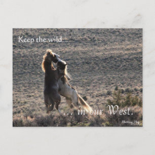 Playful, Pre-addressed: Sec of the Interior Postcard