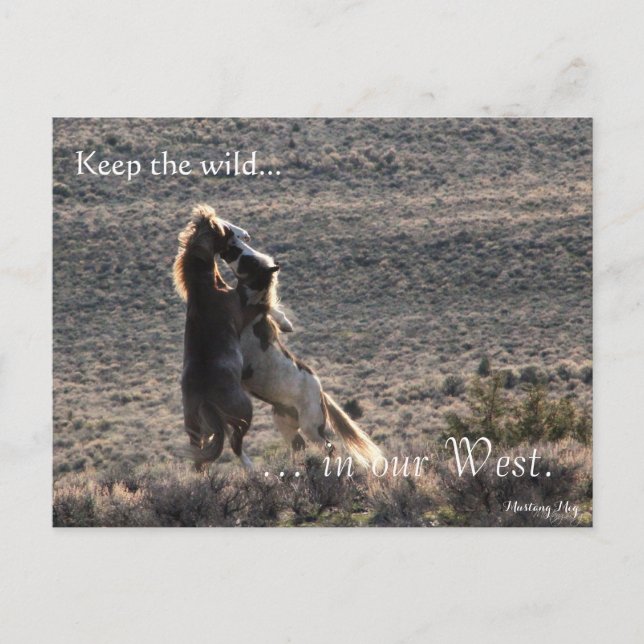 Playful, Pre-addressed: Sec of the Interior Postcard (Front)