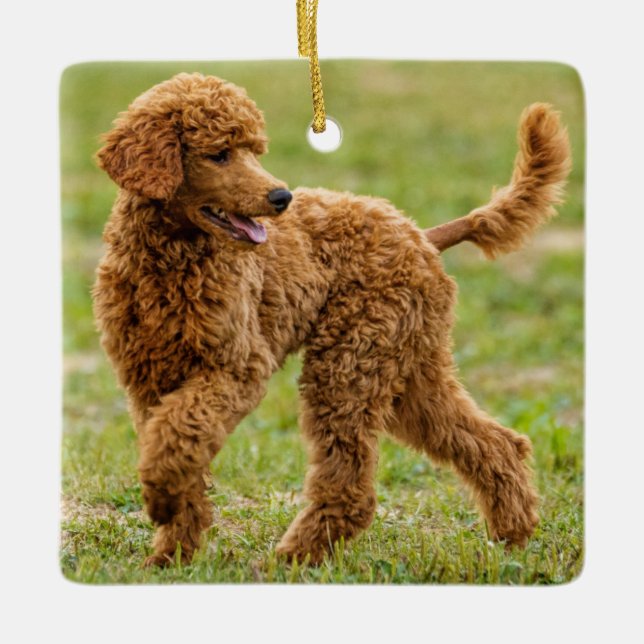 Playful Red Poodle Puppy Dog Ceramic Ornament (Front)