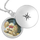 Playful Yorkshire Terrier