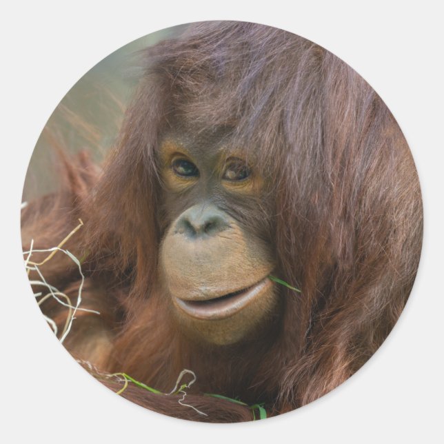 Playful Young Orangutan Baby Classic Round Sticker (Front)