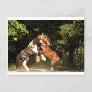 Playing at Sunset Postcard