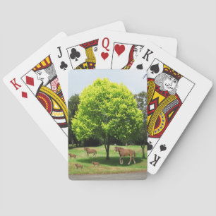 Playing Card Deck