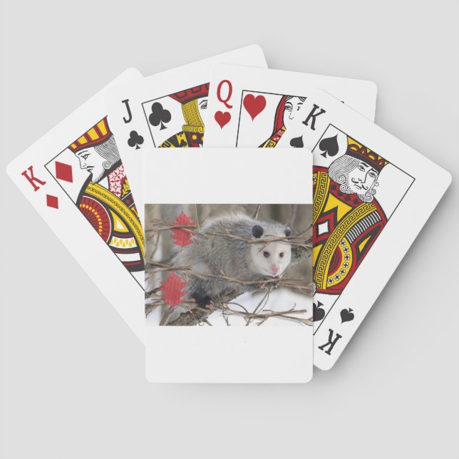 Playing Card Deck Opossum Nature (Back)