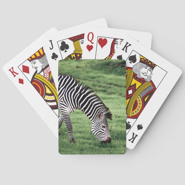 Playing Cards with front image of Zebra Grazing (Back)