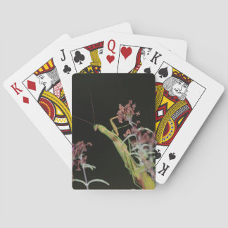 Playing cards with picture of praying mantis