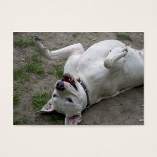 Playing Dogo Argentino