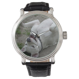 Playing Dogo Argentino Watch