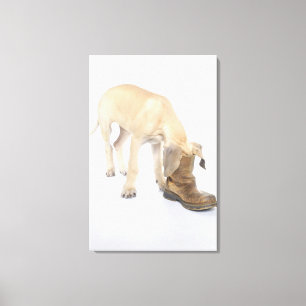 playing,friendly,curiosity canvas print