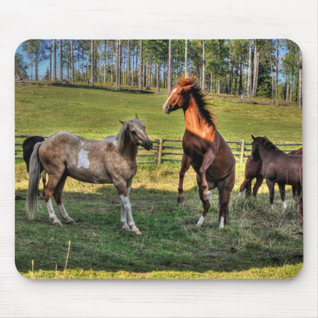Playing Paint Stallion & Sorrel Mare Equine Photo Mouse Pad (Front)