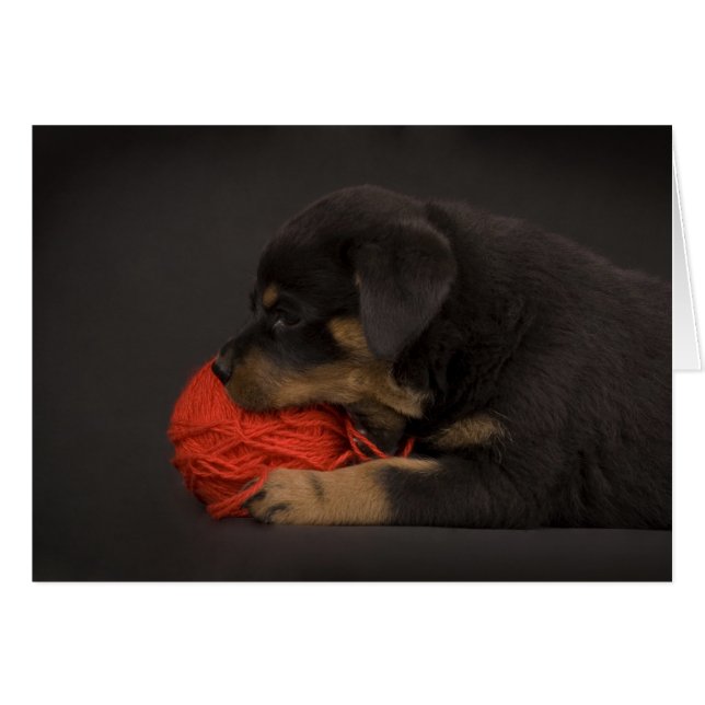 Playing Puppy 2 (Front Horizontal)