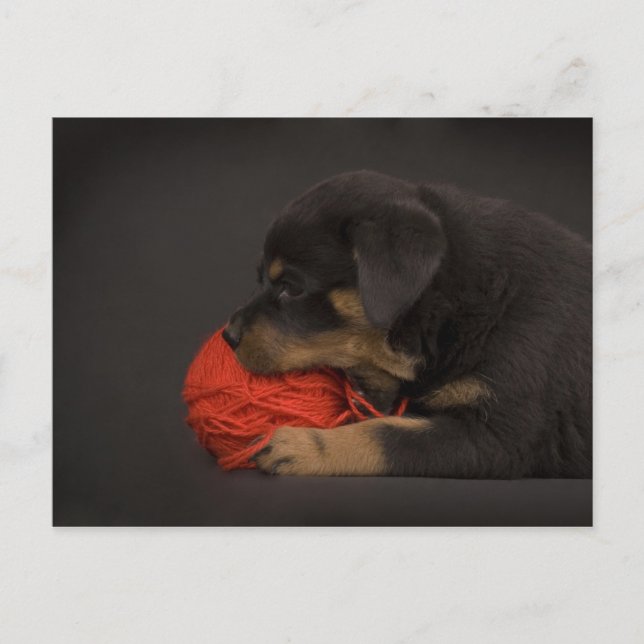 Playing Puppy 2 Postcard (Front)