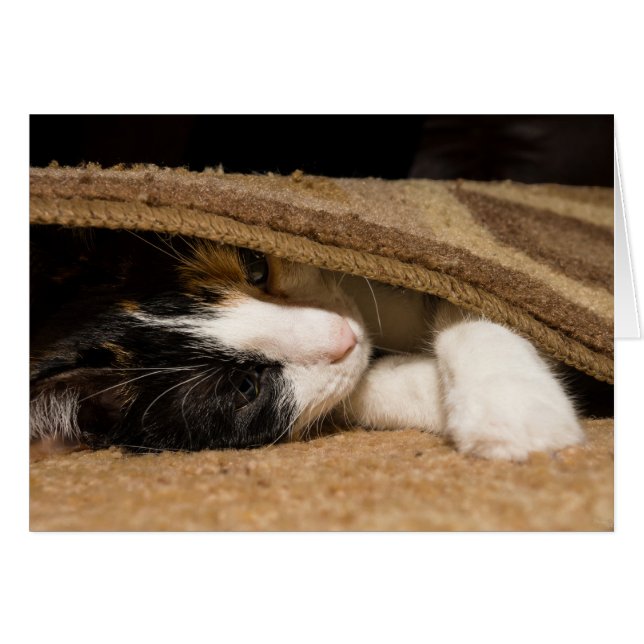 Playing Under The Rug (Front Horizontal)