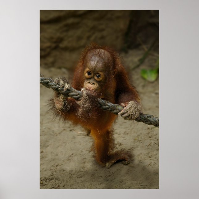 Playtime with a Baby Orangutan Poster (Front)