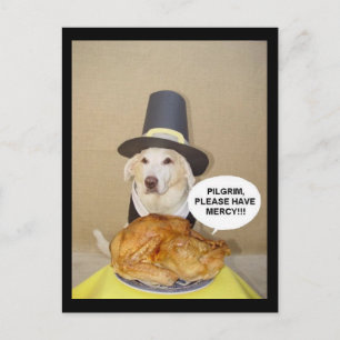 PLEADING TURKEY POSTCARD