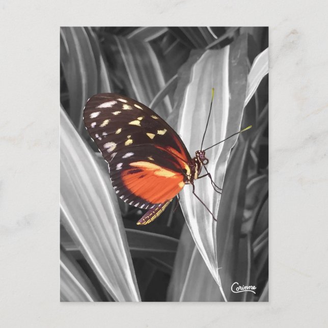 Pleasantville Butterfly - Postcard (Front)